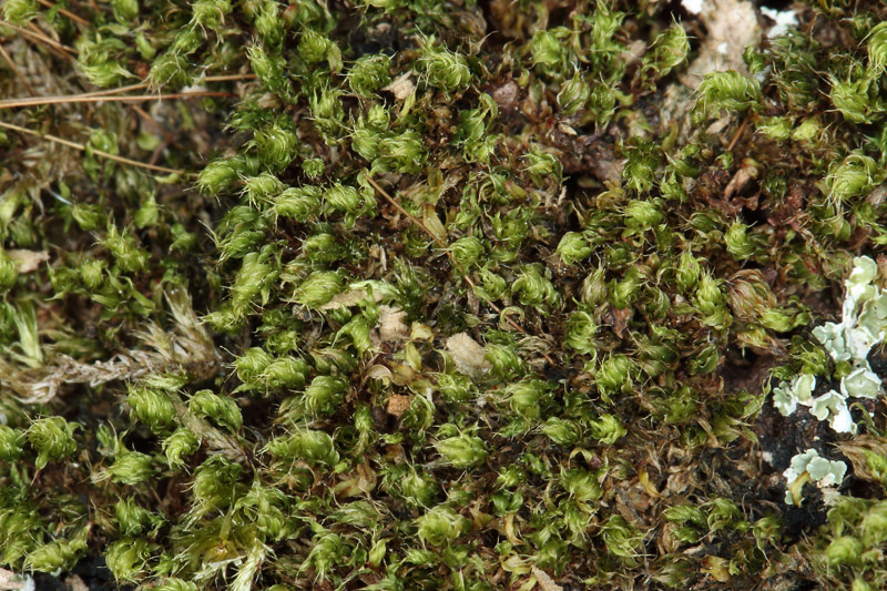 Bryum capillare